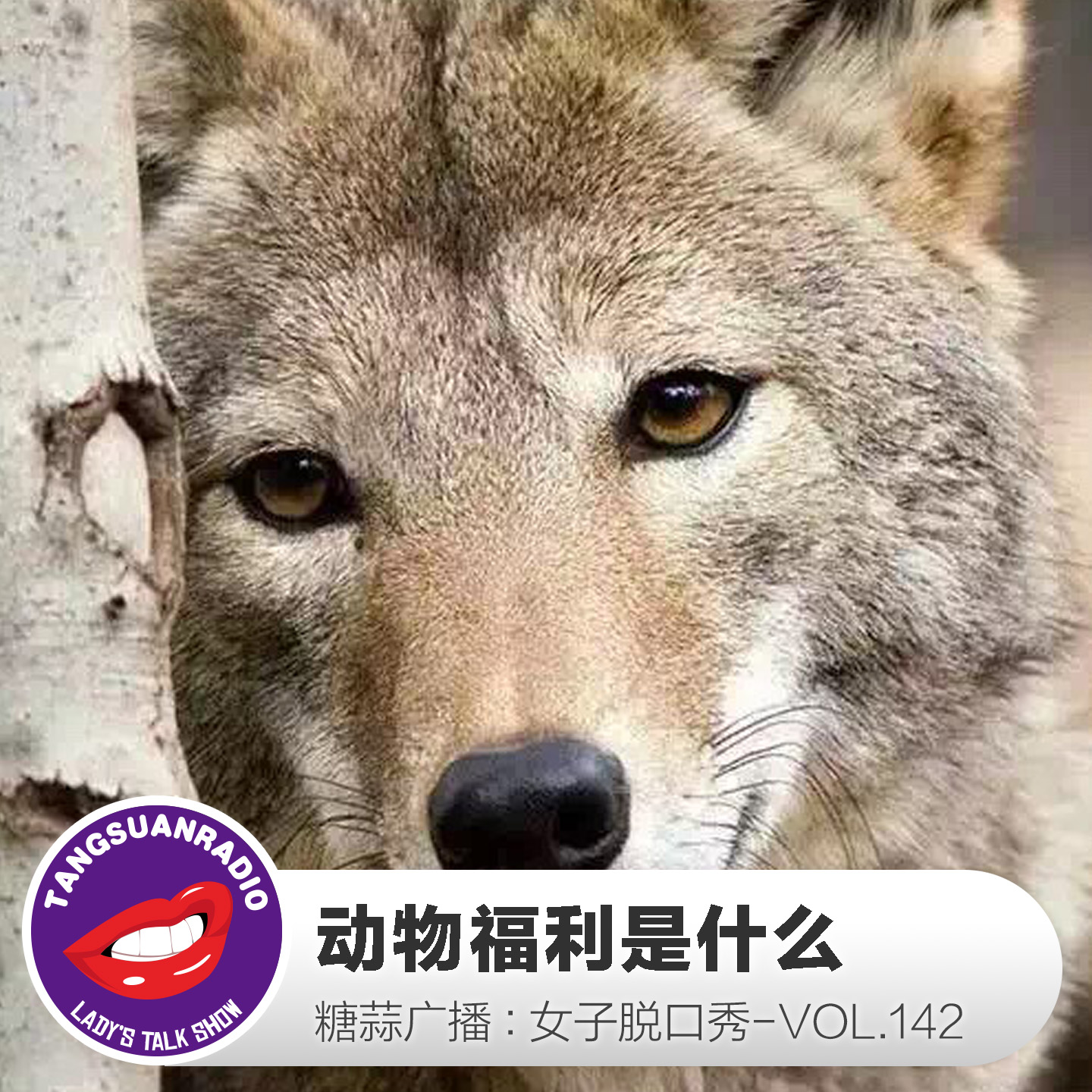 糖蒜女子脱口秀VOL.142:动物福利是什么