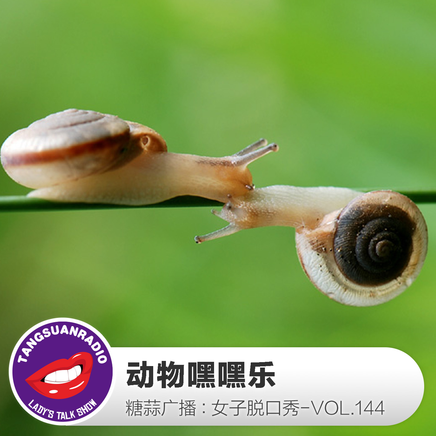 糖蒜女子脱口秀VOL.144:动物嘿嘿乐