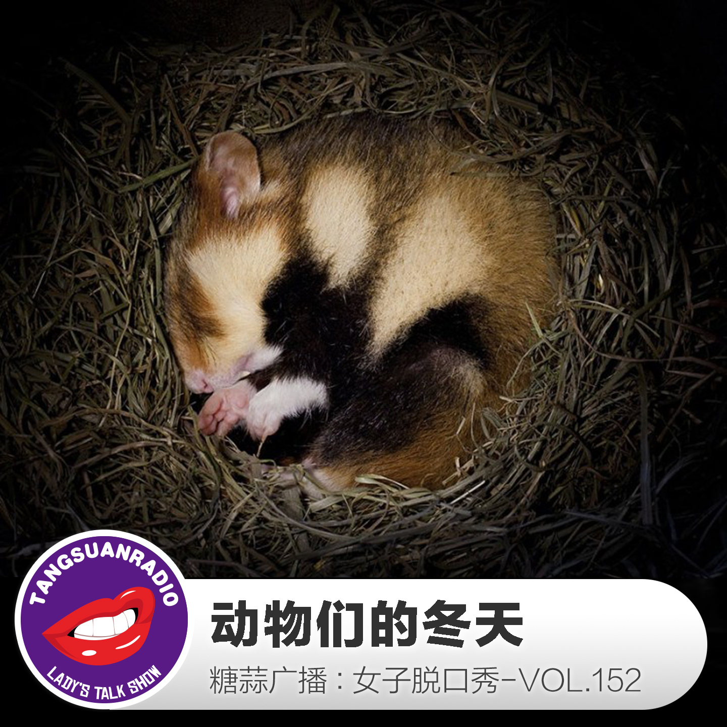 糖蒜女子脱口秀VOL152:动物们的冬天